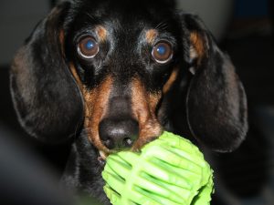 dachshund with green ball in mouth